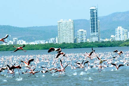 Boat service to Flamingo Sanctuary awaits Maharashtra Maritime Board's nod