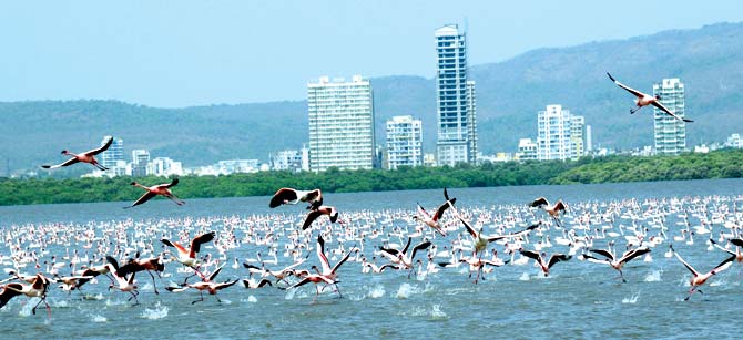 Over 25,000 flamingos visit Mumbai every year