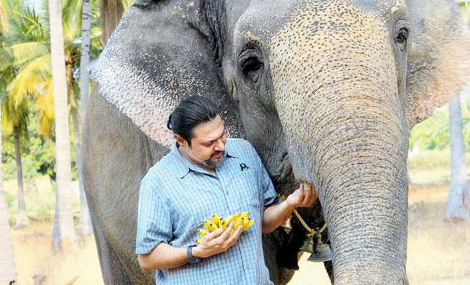 Kartick Satyanarayan feeds an elephant