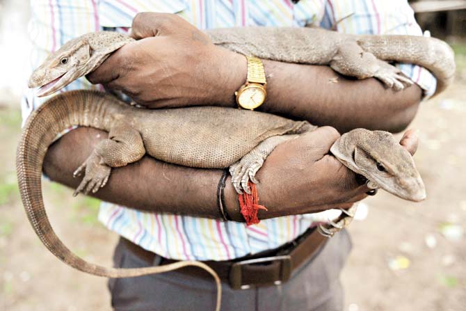 Pench Tiger Reserve guides poach 4 monitor lizards, held