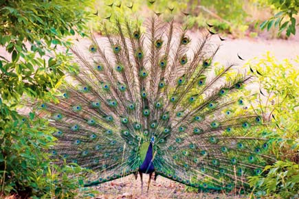 Travel: Party with the peacocks at Morachi Chincholi
