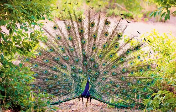 Spot peacocks in the wilderness. Pic courtesy/Mumbai Travellers