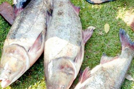 Mumbai: Poachers illegally fishing in Powai lake reducing crocodiles' food