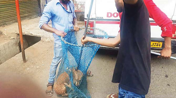 As part of a sterilisation drive that took place in Bhandup (west) on June 5, staffers of a private agency were found using cruel and improper ways to catch stray dogs