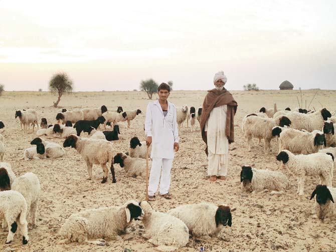 Shepherd Urs Khan, his father and flock. Pics courtesy/Sanctuary Nature Foundation, Maitreyee Mujumdar