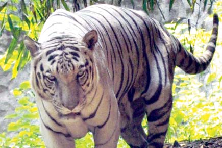 Pune's favourite white tiger dies at zoo