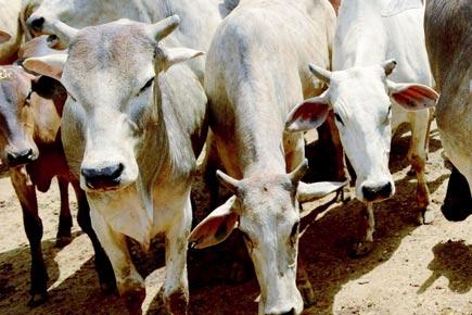 Meghalaya takes Centre's cattle ban by the horns