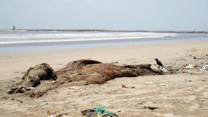 Mumbai: On World Environment Day, 35-ft whale carcass found washed ashore