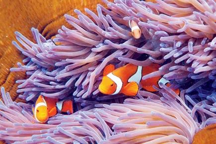 Great Barrier Reef a USD 42 billion asset 'too big to fail'