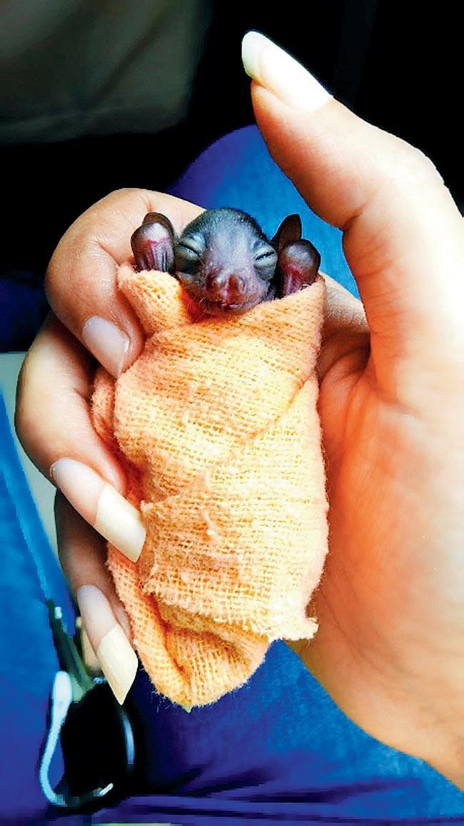 In the absence of her mother’s protective wings, bat pup Athena is swaddled to keep her warm and secure