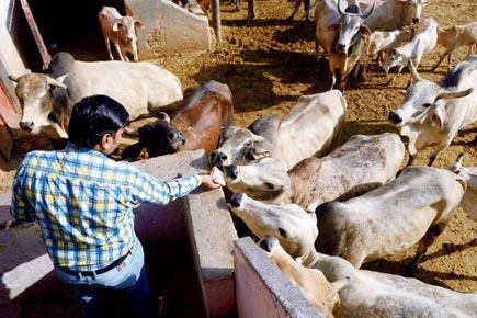SC notice to Centre on order on cattle trade for slaughter