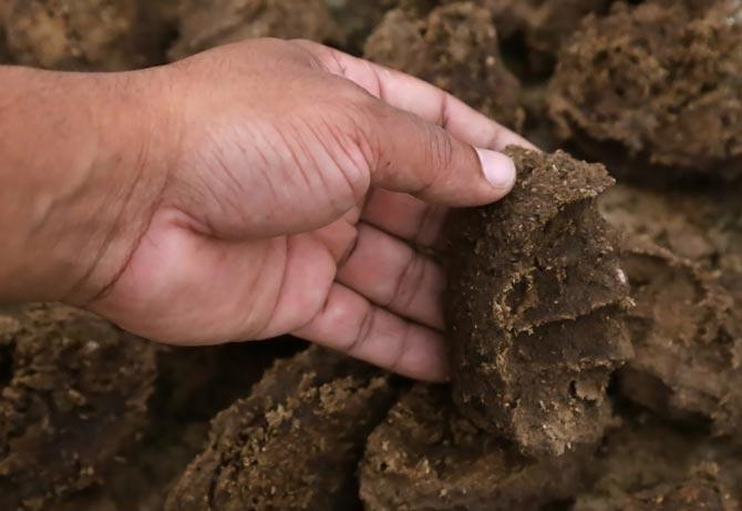 Girl forced to eat cow dung as a remedy for 'black magic