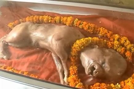 Calf born with 'human head' worshipped as Lord Vishnu's avataar