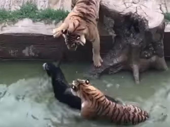 Disturbing video: Ruthless men feed live donkey to tigers in a zoo