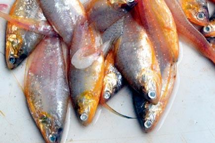 Mumbai Food: How to pick the right fish to eat this monsoon