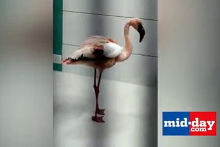Watch Video: Injured flamingo rescued by fisherman at Nallasopara
