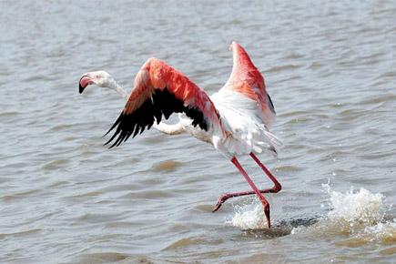 Injured flamingo rescued by fisherman at Nallasopara