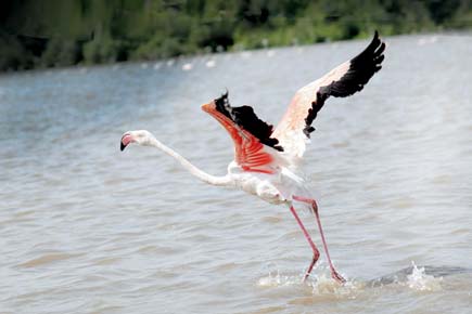 Thane: Forest department sees pink over flamingo deaths