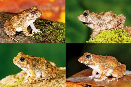 Big leap: Four new species of frogs found in Western Ghats