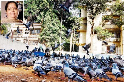 Mumbai: 53-yr-old dies of infection from fungi in pigeon droppings