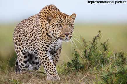 Leopard on the prowl trapped in Nashik