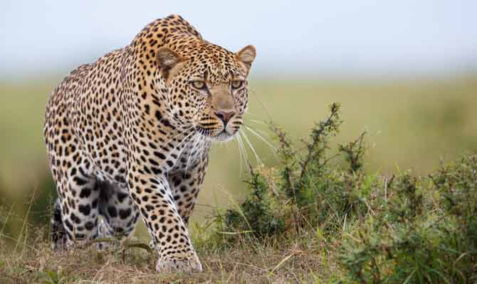 Aarey Milk Colony leopard attack