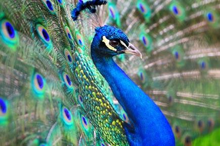 5 things you don't know about the peacock