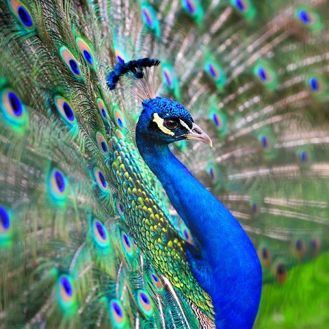 5 things you don’t know about the peacock
