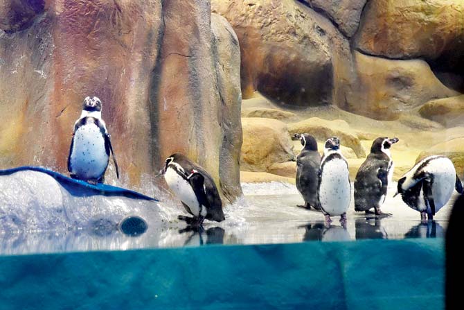 BJP leader seeks probe into purchase of penguins for zoo