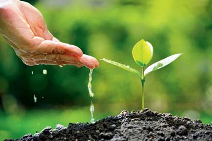 Want to plant a sapling? Maharashtra government will now tell you how