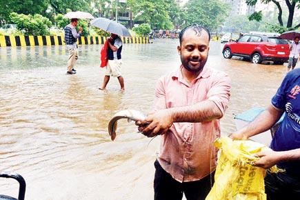 No fish on Mumbai's flooded roads; BMC unearths lie behind photo