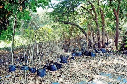 Assam forester rediscovers 'extinct' medicinal plant