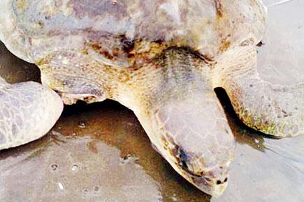 Two Olive Ridley turtles rescued across Mumbai