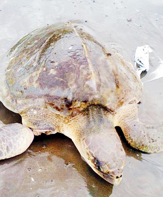 Injured Olive Ridley turtle found at Palghar