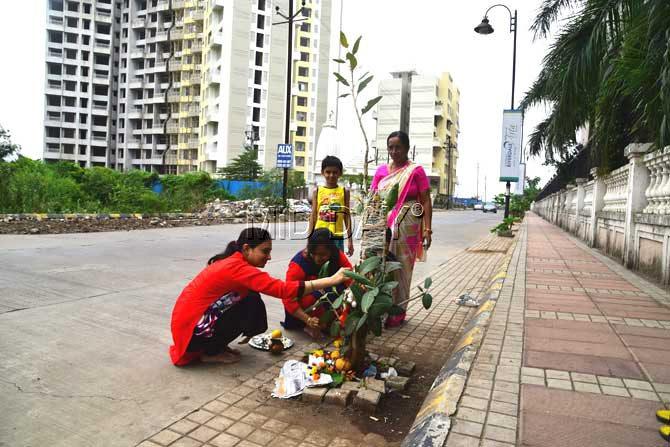 On the occasion of Vat Poornima yesterday, Meenal Mahajan and Ashwini Chaudhari did the pooja of a Banyan plant by the roadside at Kadakpada in Kalyan. Traditionally the pooja of a Banyan tree is done, but the ambition of our netas to provide better roads, flyovers, and transport has devoured many huge and old trees in the city and suburbs. Pic/Atul Kamble