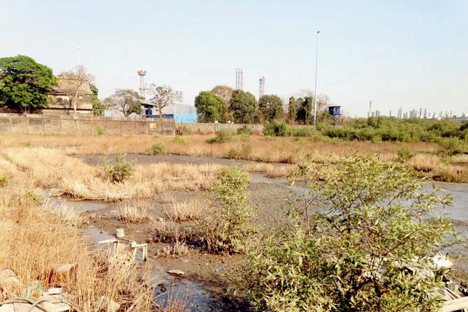 The marshland at Wadala, where the trees are to be transplanted