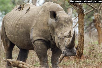 Rhino shot, horn cut off in Paris preserve
