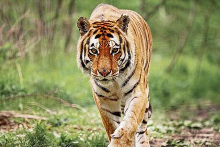 Tiger dies of starvation in Corbett Tiger Reserve