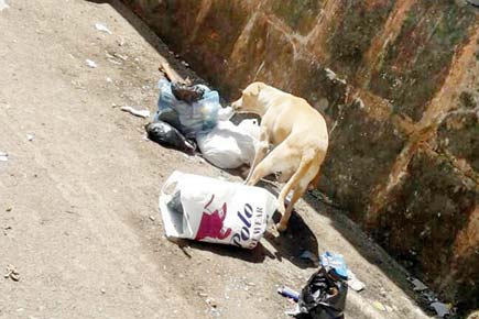 Territorial dog bars Kalina locals from using public toilet in Mumbai