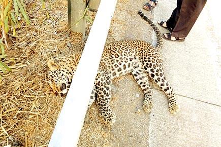 Male leopard killed on Mumbai-Pune expressway