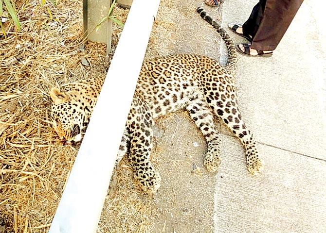 The leopard that was killed in the wee hours of Saturday