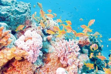 Scientists race against time to prevent wipeout of world's coral reefs
