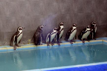 Mumbai: Humboldt penguin exhibit to be inaugurated on March 17