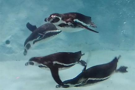 Watch video: Here's a sneak-peek of Byculla zoo's Humboldt penguins