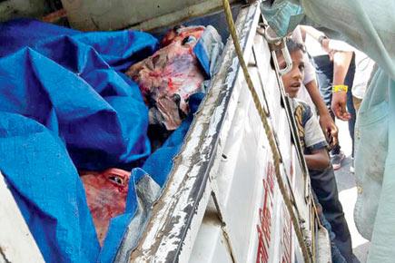 Mumbai: Two confess to beef slaughter after activists bust them in the act