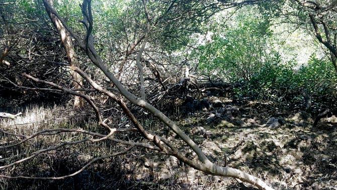 The land mafia built bunds at the mangrove stretch in Charkop to dry out and starve the trees