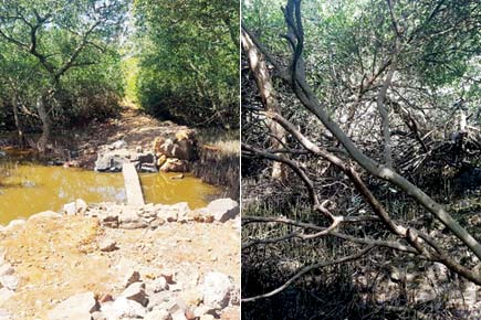 State investigates destruction of Gorai mangroves
