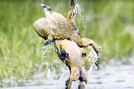 Two male bullfrogs caught in the iconic 'Dirty Dancing' pose