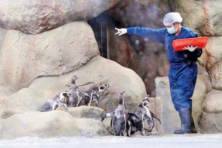 Flip out! 7 Humboldt Penguins will greet Mumbai on March 17