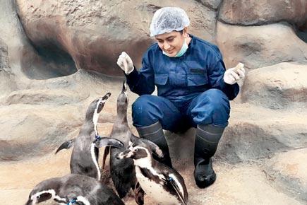 Four vets to monitor Humboldt penguins 24x7 in Byculla zoo